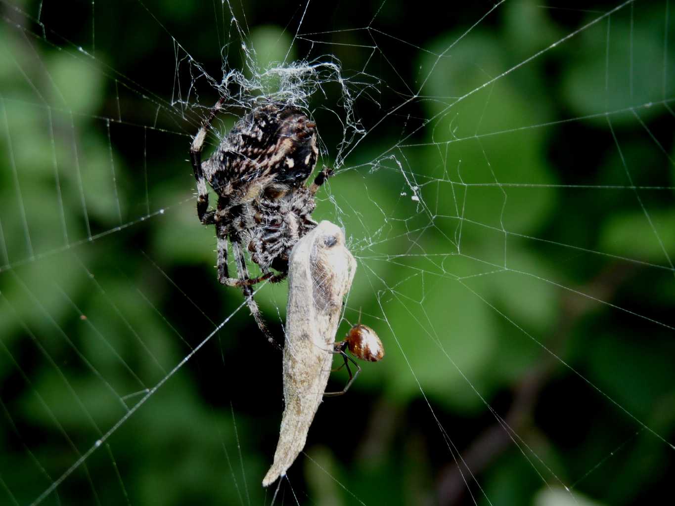 Gli astuti Argyrodes